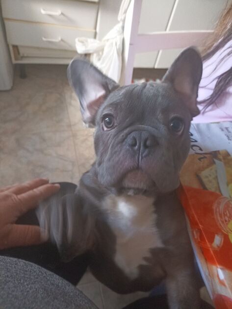 bulldog francês blue . Cães