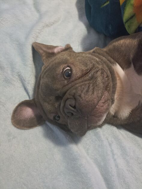 bulldog francês blue . Cães