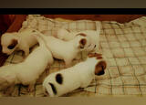 Jack Russell Terrier . Cães. Évora. Jack Russell Terrier Adoção    4 0-4 semanas Feminino Vacinado
