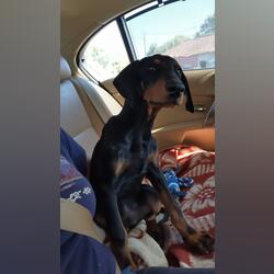 Doberman super meigo. Cães