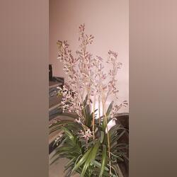Planta de orquídea. Plantas. Castelo Branco. Outras plantas     Artificial De interior Exterior Natural Grande Inverno Resistente