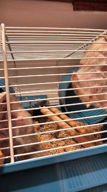 hamesters e gaiolas para hamesters. Roedores