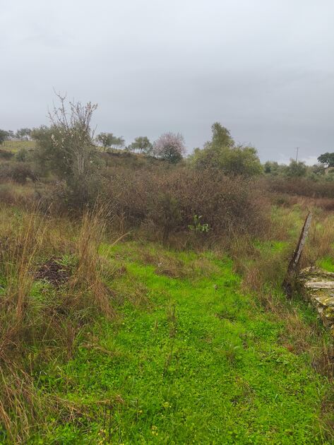 Terreno rústico em Moncorvo . Terreno Rústico