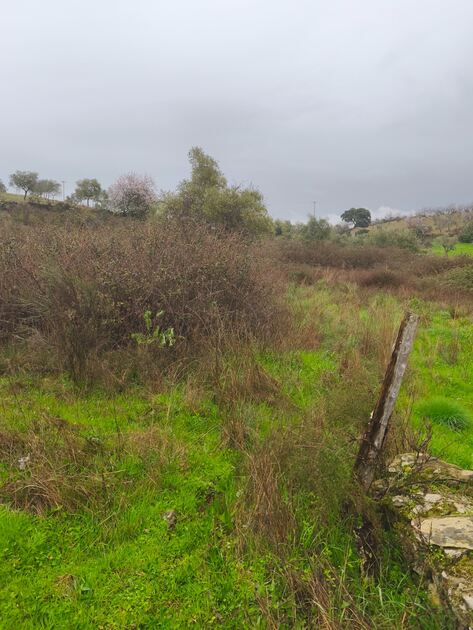 Terreno rústico em Moncorvo . Terreno Rústico