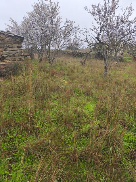 Terreno rústico em Moncorvo . Terreno Rústico