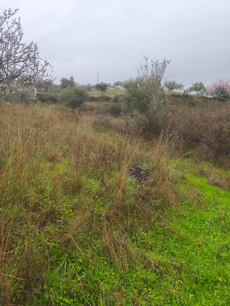 Terreno rústico em Moncorvo . Terreno Rústico