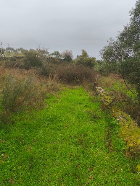 Terreno rústico em Moncorvo . Terreno Rústico
