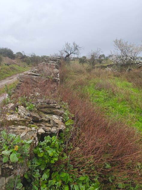 Terreno rústico em Moncorvo . Terreno Rústico