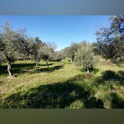 Land for sale in Penamacor, Salvador - PORTUGAL. Terreno Rústico