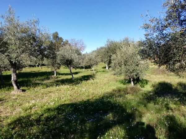 Land for sale in Penamacor, Salvador - PORTUGAL. Terreno Rústico