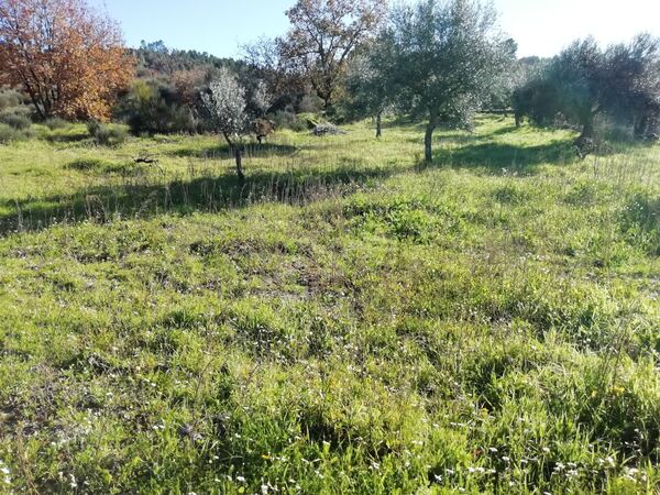 Land for sale in Penamacor, Salvador - PORTUGAL. Terreno Rústico