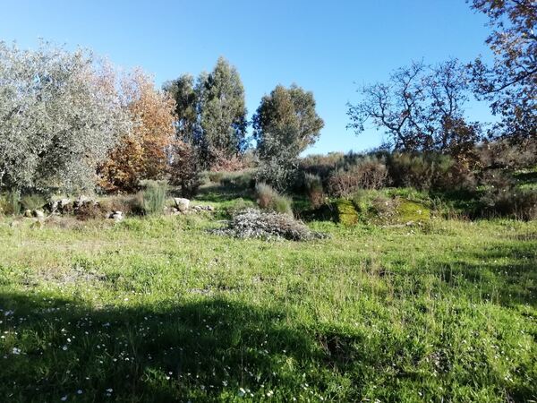 Land for sale in Penamacor, Salvador - PORTUGAL. Terreno Rústico