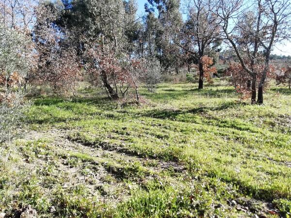 Land for sale in Penamacor, Salvador - PORTUGAL. Terreno Rústico
