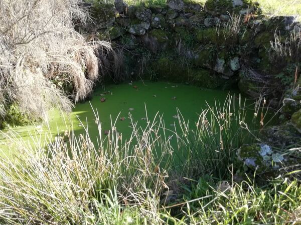 Land for sale in Penamacor, Salvador - PORTUGAL. Terreno Rústico