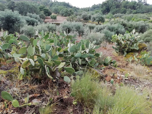 Land for sale in Penamacor, Salvador - PORTUGAL. Terreno Rústico