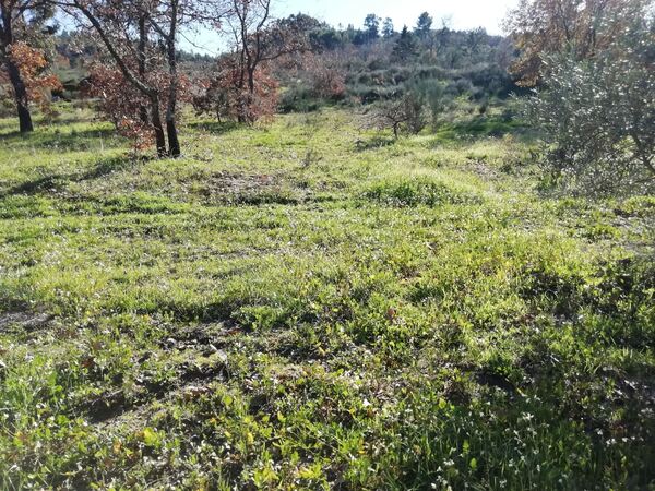 Land for sale in Penamacor, Salvador - PORTUGAL. Terreno Rústico