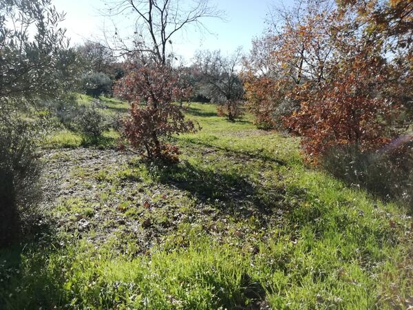 Land for sale in Penamacor, Salvador - PORTUGAL. Terreno Rústico
