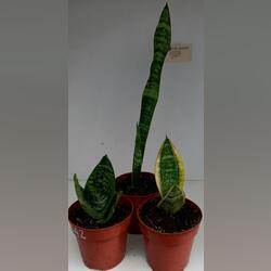 Conjunto de 3 Sanseveria . Plantas