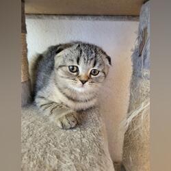 Femea fold . Gatos. Ourém. Scottish Fold À venda Feminino Pêlo curto Tigrado Orelhas dobradas