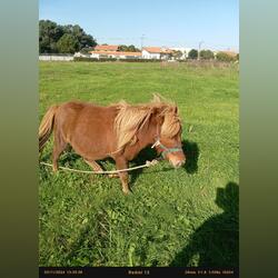 póneis burros cavalos . Cavalos