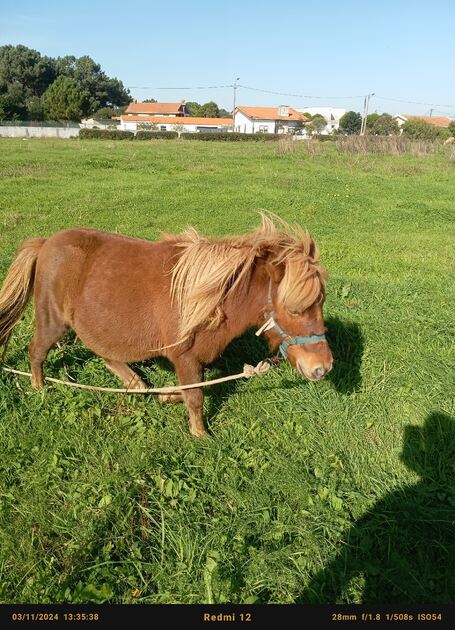 póneis burros cavalos . Cavalos