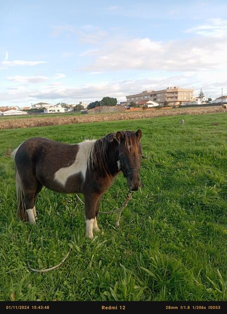 póneis burros cavalos . Cavalos