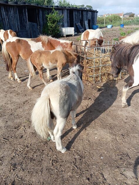 póneis burros cavalos . Cavalos