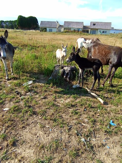 póneis burros cavalos . Cavalos