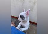 Lindo buldogue françes. Cães