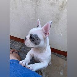 Lindo buldogue françes. Cães