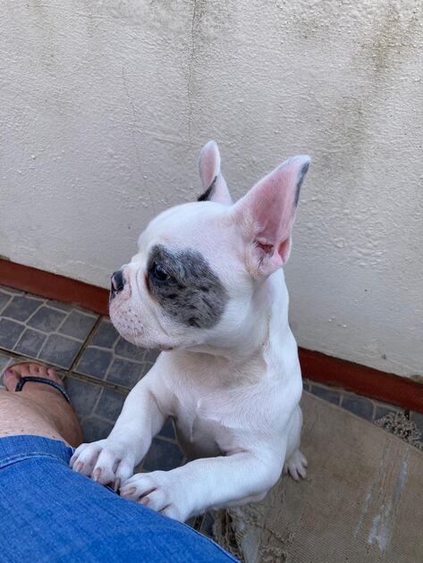 Lindo buldogue françes. Cães
