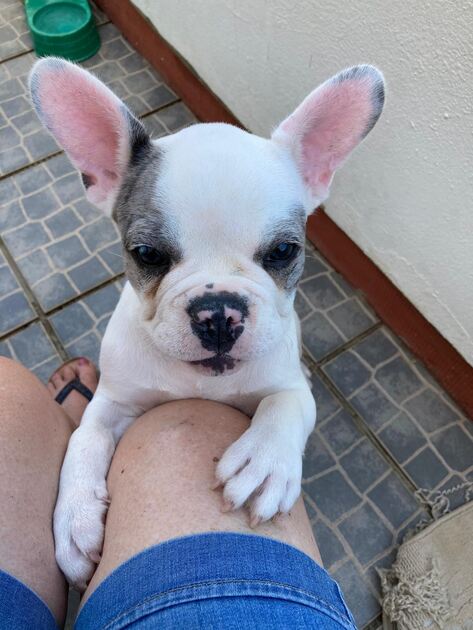 Lindo buldogue françes. Cães