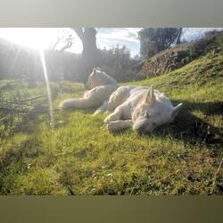 Filhotes de pastor suiço . Cães