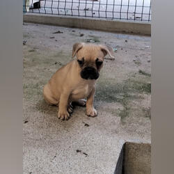 bulldog francês com 2 vacinas. Cães. Paços de Ferreira. À venda     1 1-6 meses Masculino Vacinado