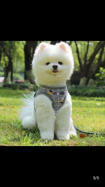 peitoral cão, gato . Cães