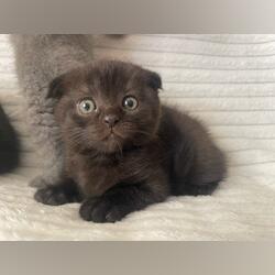 Gatinho Scottish Maravilhoso. Gatos. São Domingos de Benfica. Scottish Fold À venda Masculino Pêlo curto Castanho Orelhas dobradas