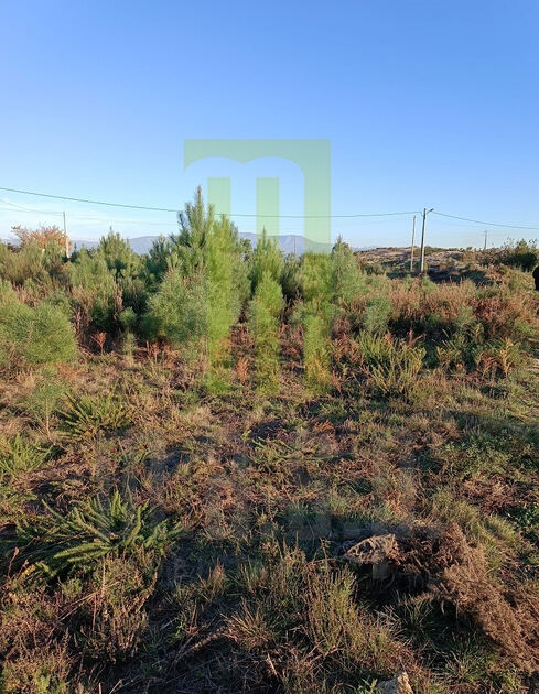Lote de terreno para construção em Andorinha. Lote