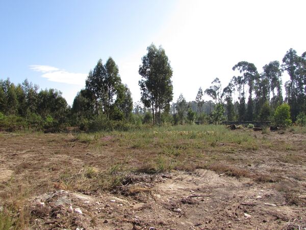 Terreno para construção em Vila Chã / Esposende (2. Terreno Rústico
