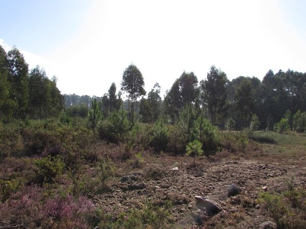 Terreno para construção em Vila Chã / Esposende (2. Terreno Rústico