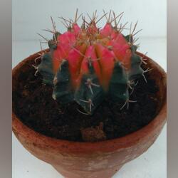 cactus variegata . Plantas