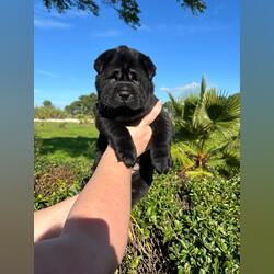 Seis cachorrinhos fofos, rapazes e raparigas. Cães