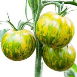 vendo sementes de tomate verde zebra . Sementes. Albufeira