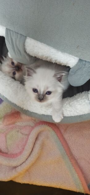 Gatinhos Da Sagrada Birmânia. Gatos