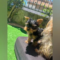 Lindo Bebé Yorkshire . Cães