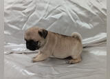 Vendo pug 2 meses. Cães. Porto Cidade. Pug À venda    2 1-6 meses Feminino