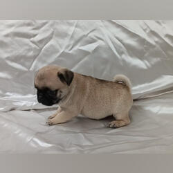 Vendo pug 2 meses. Cães