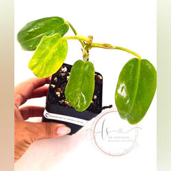 Philodendron Golden Violin. Plantas