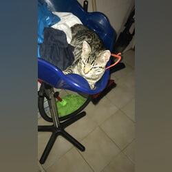 Adoção de gatos. Gatos