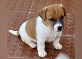 Jack Russell Terrier. Cães