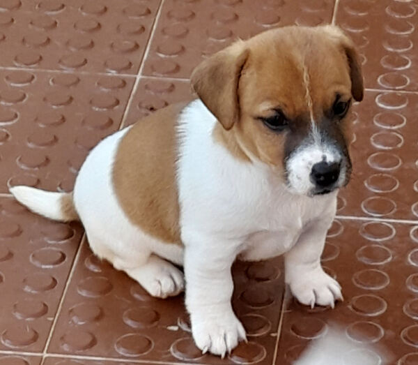 Jack Russell Terrier. Cães